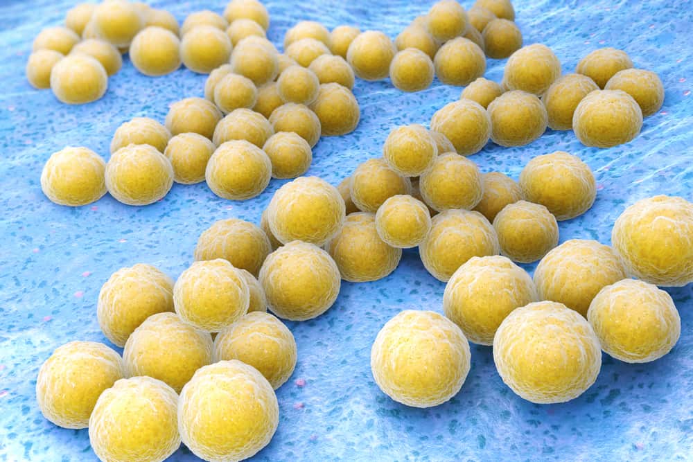 Vi khuẩn tụ cầu vàng nguy hiểm ra sao, gây bệnh gì? Cách nhận biết?