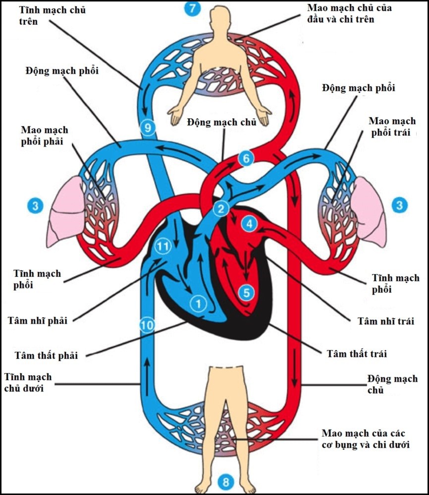 Suy tim phải: Nguyên nhân, triệu chứng và cách điều trị