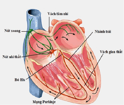 Block phân nhánh: Bệnh lý tim mạch thường gặp bạn cần biết
