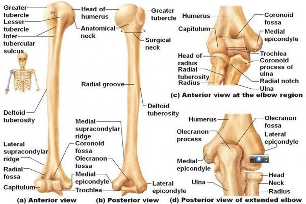 Gãy xương cánh tay: Nguyên nhân, triệu chứng và cách điều trị