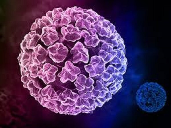 Virus HPV tồn tại ngoài môi trường bao lâu?